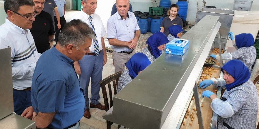 Vali Yazıcı “Ülkemizde insanların zeytinyağı tüketimini yaygınlaştırmamız lazım”