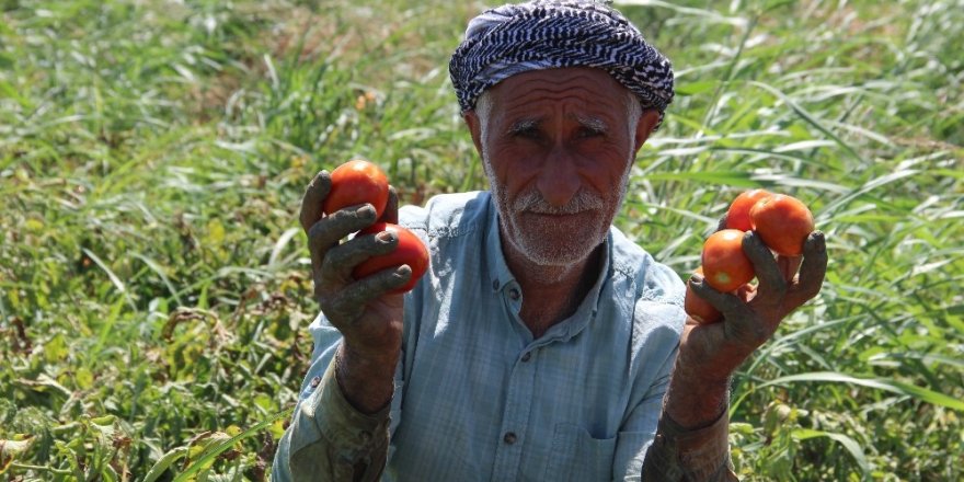 Domateste üretim çok rekolte düşük