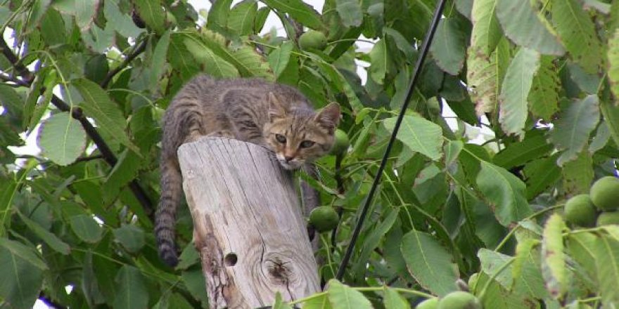 Telefon direğinde mahsur kalan kedi saatler sonra kurtarıldı