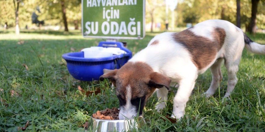 Sokaktaki canlara Osmangazi şefkati