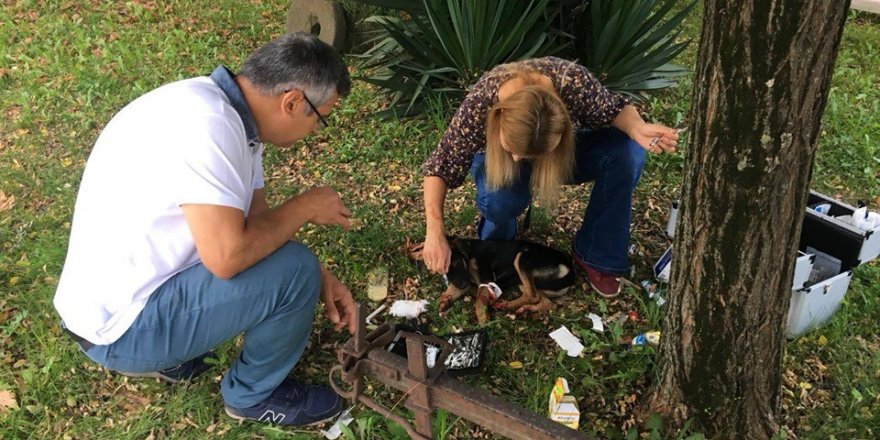 Otomobil çarpan köpeğe veterinerden ilk müdahale