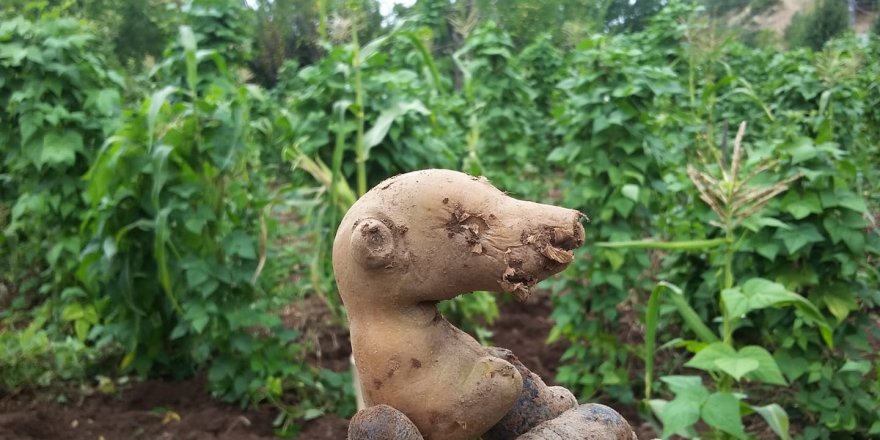 Patates hasatında toplanan patateslerin şekli şaşırttı