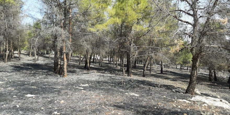 Karadağ Ormanlık alanda yangın paniği
