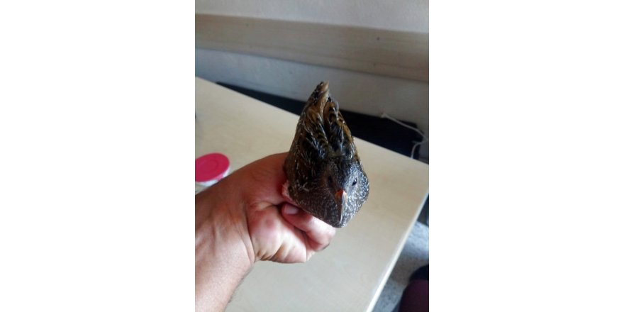 Yaralı bıldırcın kılavuzu kuşu tedavi altına alındı