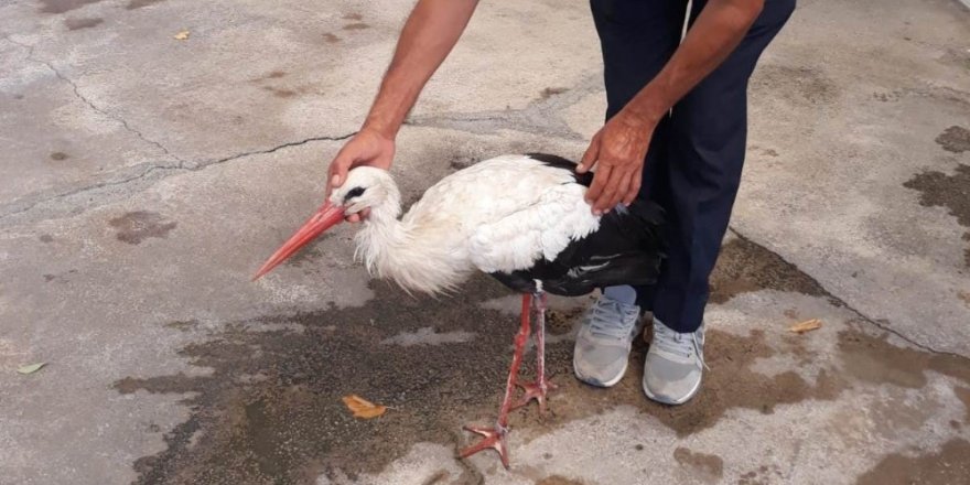 Macaristan’da halkalanan leylek Soma’da ortaya çıktı