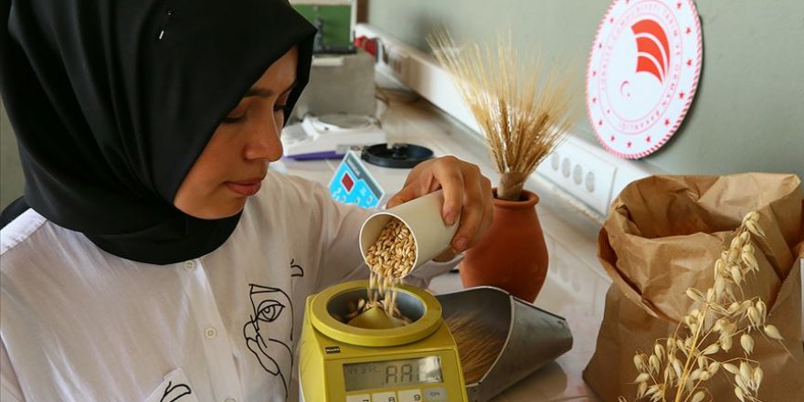 İnsan tüketimine özel yerli yulaf geliyor