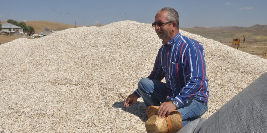 Bulanık’ta ayçiçeği hasadı