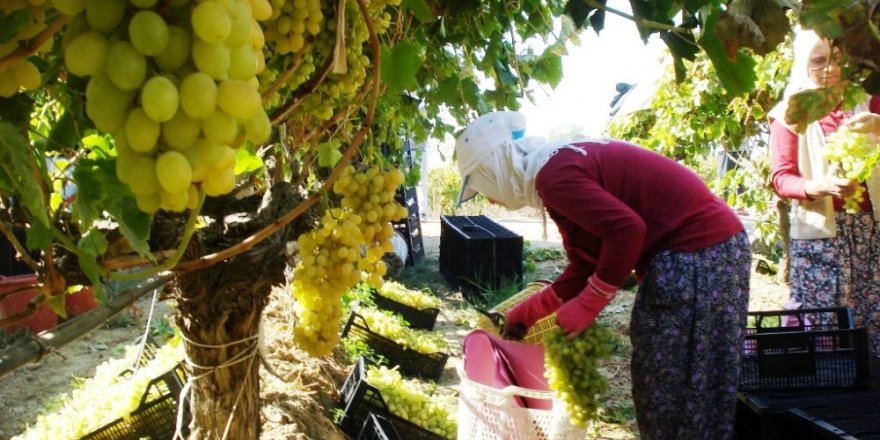 Ülgen’den üreticilere uyarı: "Üzümleri peşin satın"