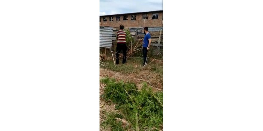 Evde 2,5 metre boyunda kenevir yetiştirdi