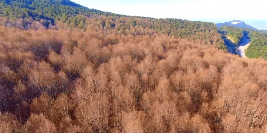 Tırtıllar ormanı böyle kuruttu...Kimse ’dur’ diyemiyor...Sararan ağaçlar havadan görüntülendi