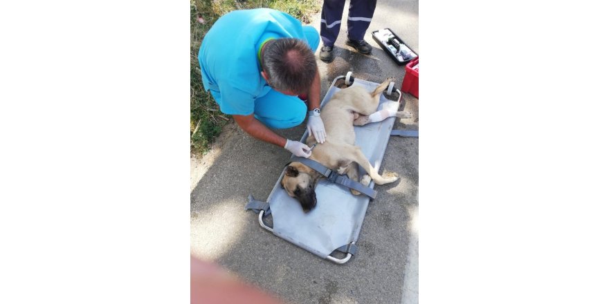 Uludağ’da otomobil çarpan köpek hayata tutundu