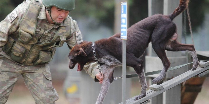 Sınır ötesi operasyonlara yerli ırk köpek