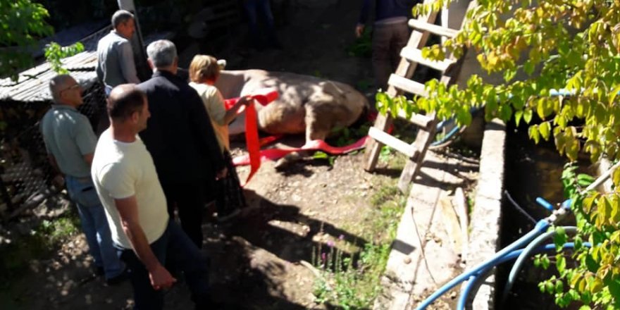Artvin’de boş havuza düşen inek vinç yardımıyla kurtarıldı
