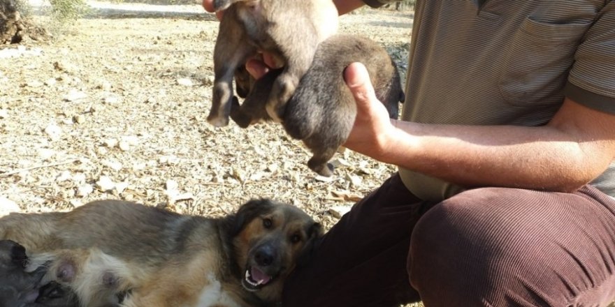 Cancan köpek kuyruksuz yavru doğurdu
