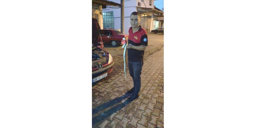 Otomobilin motor bölümüne giren yılan itfaiye ekiplerince çıkarıldı