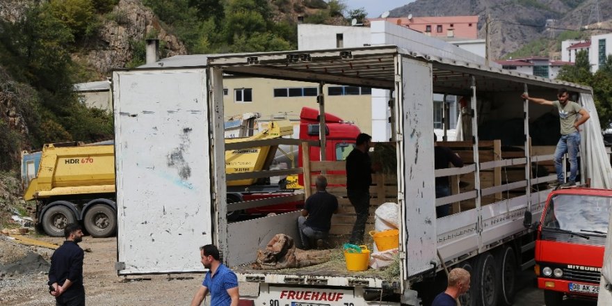 Artvin’in şampiyon boğaları Aydın’a doğru yola çıktı