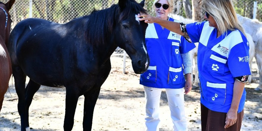 Faytonlar kaldırılmıştı, o atlar artık İzmir Doğal Yaşam Parkında