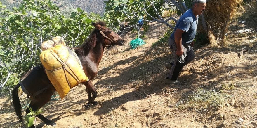 Aydın dağlarında üreticinin en büyük yardımcısı yük hayvanları