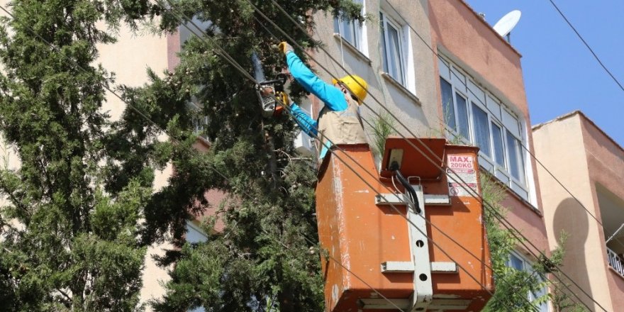 Haliliye Belediyesinden budama çalışmaları