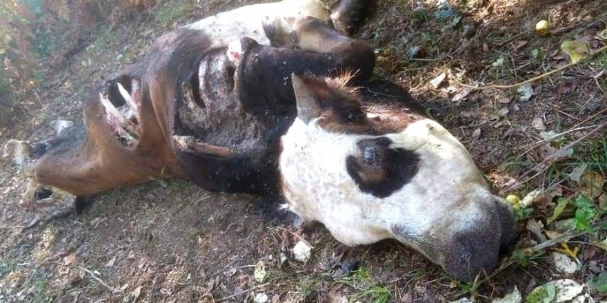 Kastamonu’da ayının saldırdığı inek telef oldu