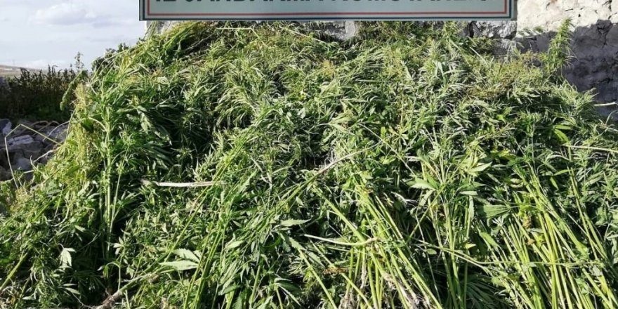 Kars’ta 17 bin kök kenevir ele geçirildi