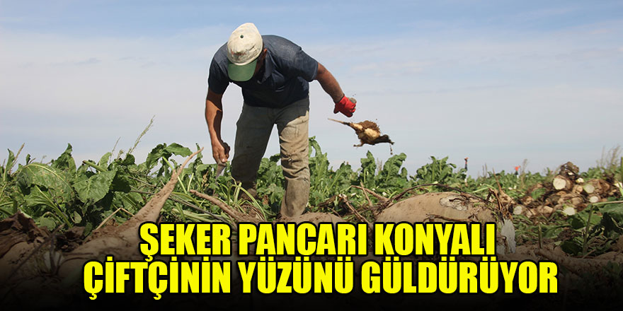 Şeker pancarı Konyalı çiftçinin yüzünü güldürüyor