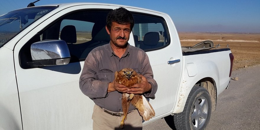 Yaralı şahin koruma altına alındı