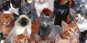 500 kedi çaldı Sebebiyse 81