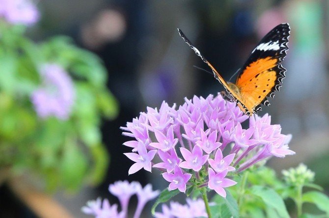 Tropikal Kelebek Bahçesi bayramın 3. günü açık olacak