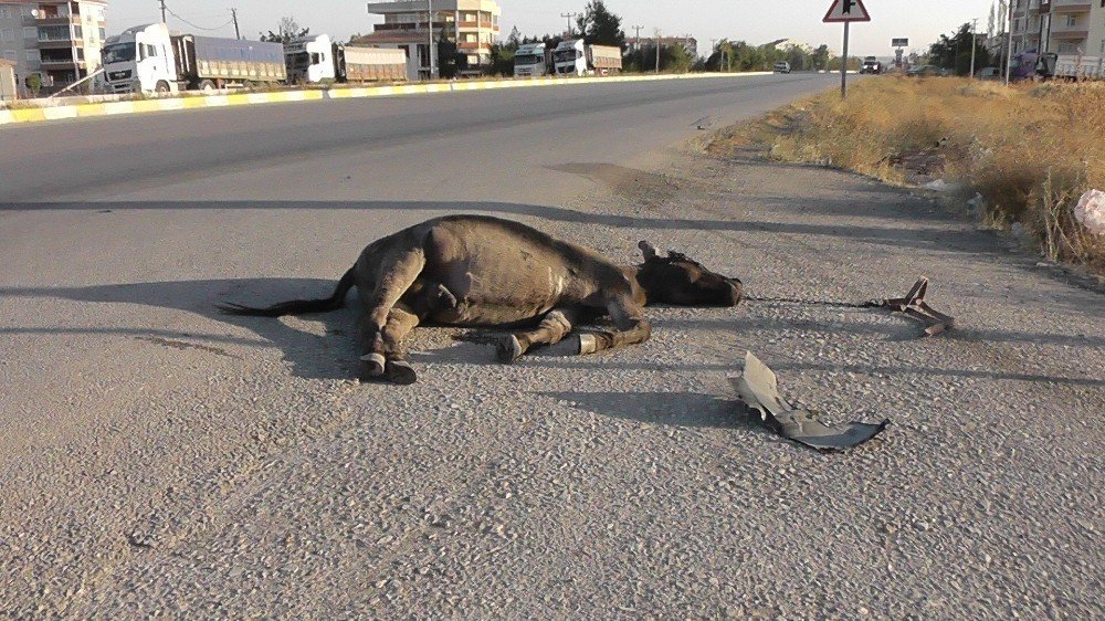 Konya'da başıboş eşek kazaya sebep oldu