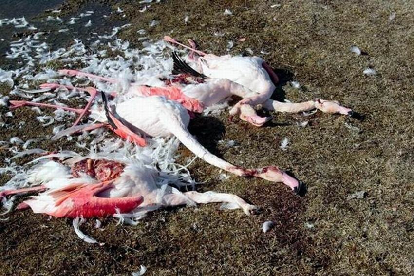 Ereğli Akgöl’de flamingolar vurulmuş ve parçalanmış halde bulundu