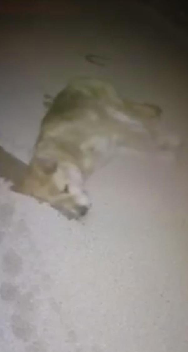 Zehirlendiği iddia edilen köpek, telef oldu