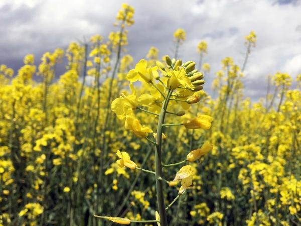 Konya Ovası'da çiftçinin yeni gözdesi kanola