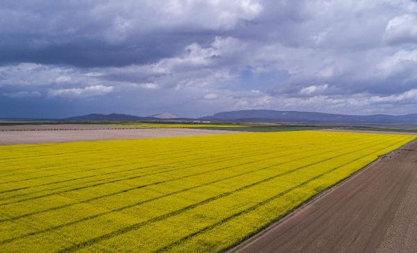 Konya Ovası'da çiftçinin yeni gözdesi kanola