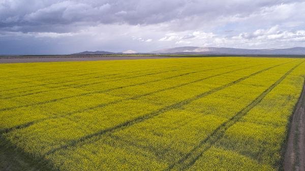 Konya Ovası'da çiftçinin yeni gözdesi kanola