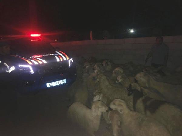 Konya'da çoban uyuya kaldı, imdada Jandarma yetişti