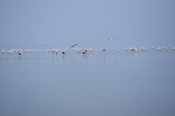 Tuz Gölü'ne fotoğrafçı akını