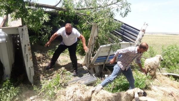 Konya'da küçükbaş taşıyan kamyonet şarampole yuvarlandı!