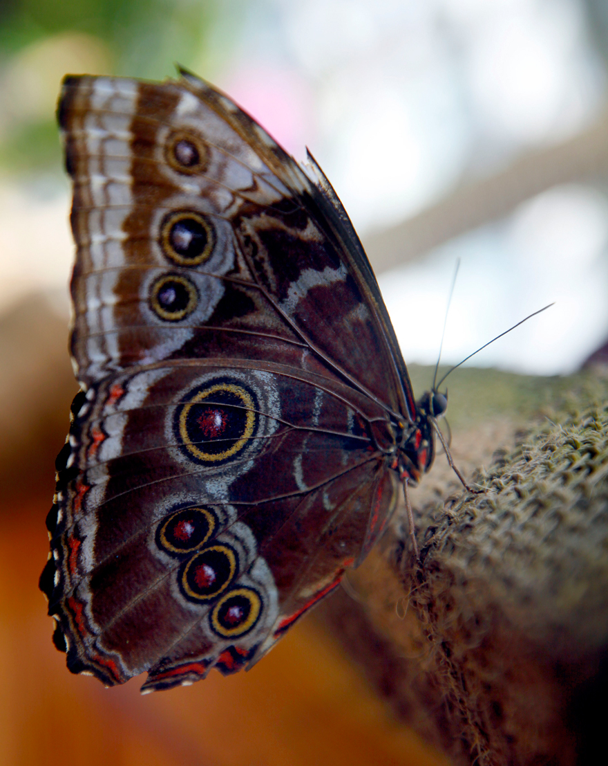 Konya'da kelebekler kanatlarını 1,5 milyon ziyaretçi için açtı 15