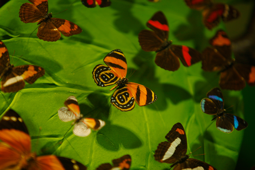 Konya'da kelebekler kanatlarını 1,5 milyon ziyaretçi için açtı 4