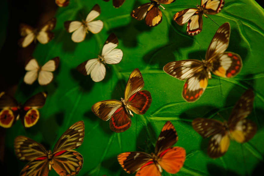 Konya'da kelebekler kanatlarını 1,5 milyon ziyaretçi için açtı 5