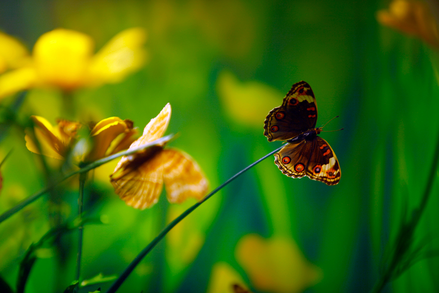 Konya'da kelebekler kanatlarını 1,5 milyon ziyaretçi için açtı 7