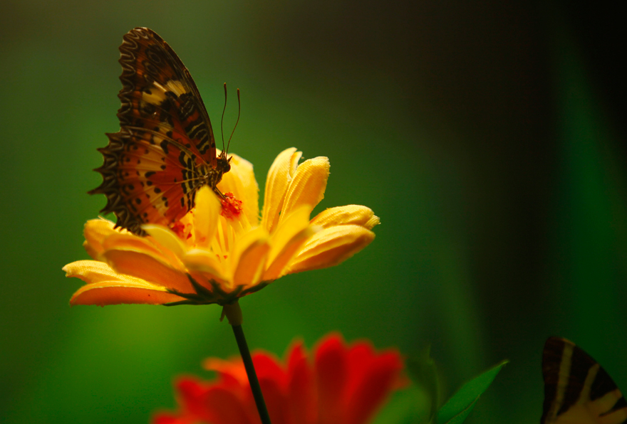 Konya'da kelebekler kanatlarını 1,5 milyon ziyaretçi için açtı 8