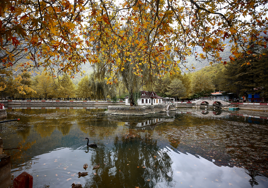 Konya'daki Kuğulu Milli Parkı sonbahar görüntüsüyle büyülüyor 2