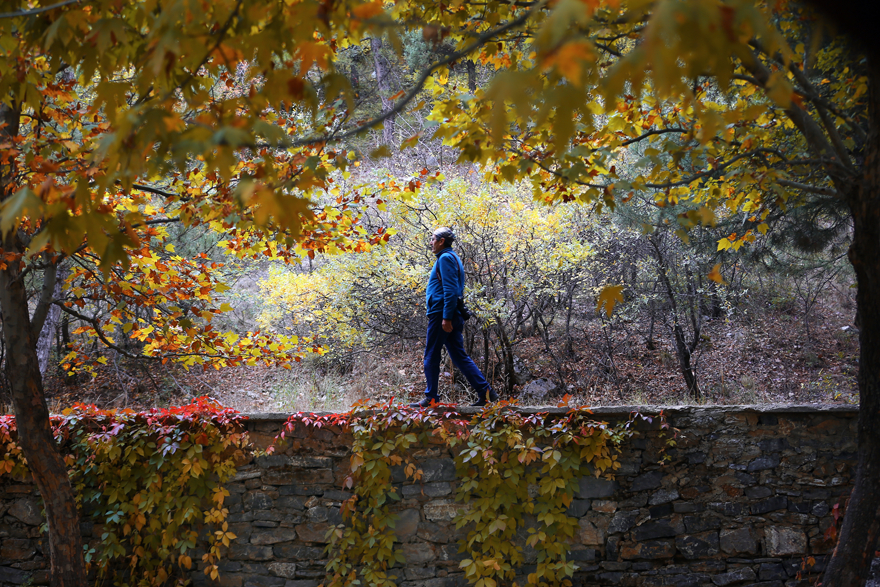 Konya'daki Kuğulu Milli Parkı sonbahar görüntüsüyle büyülüyor 5