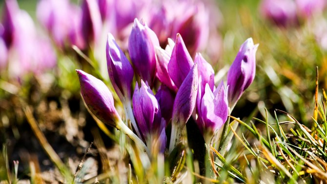 Toroslar'da baharın müjdesi kardelenler çiçek açtı 7