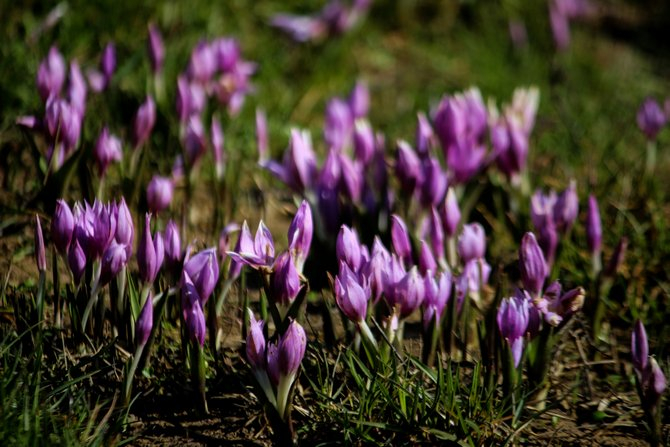 Toroslar'da baharın müjdesi kardelenler çiçek açtı 8