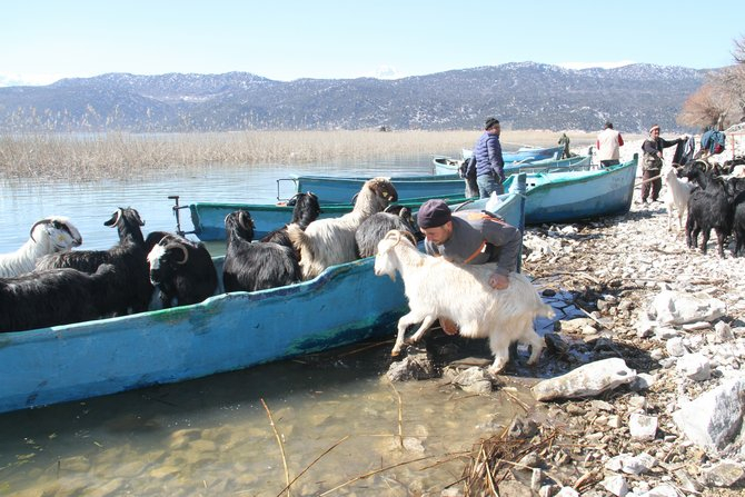 Keçilerin göl üzerinde balıkçı tekneleriyle dönüş yolculuğu 1