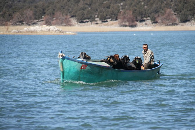 Keçilerin göl üzerinde balıkçı tekneleriyle dönüş yolculuğu 10