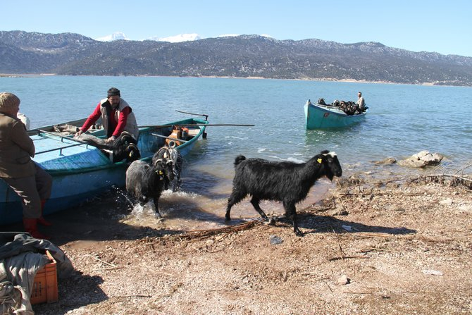 Keçilerin göl üzerinde balıkçı tekneleriyle dönüş yolculuğu 11